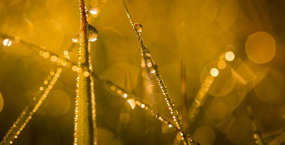 Rain water on plants