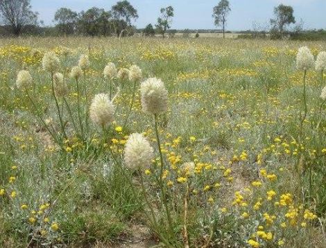 Field of plants