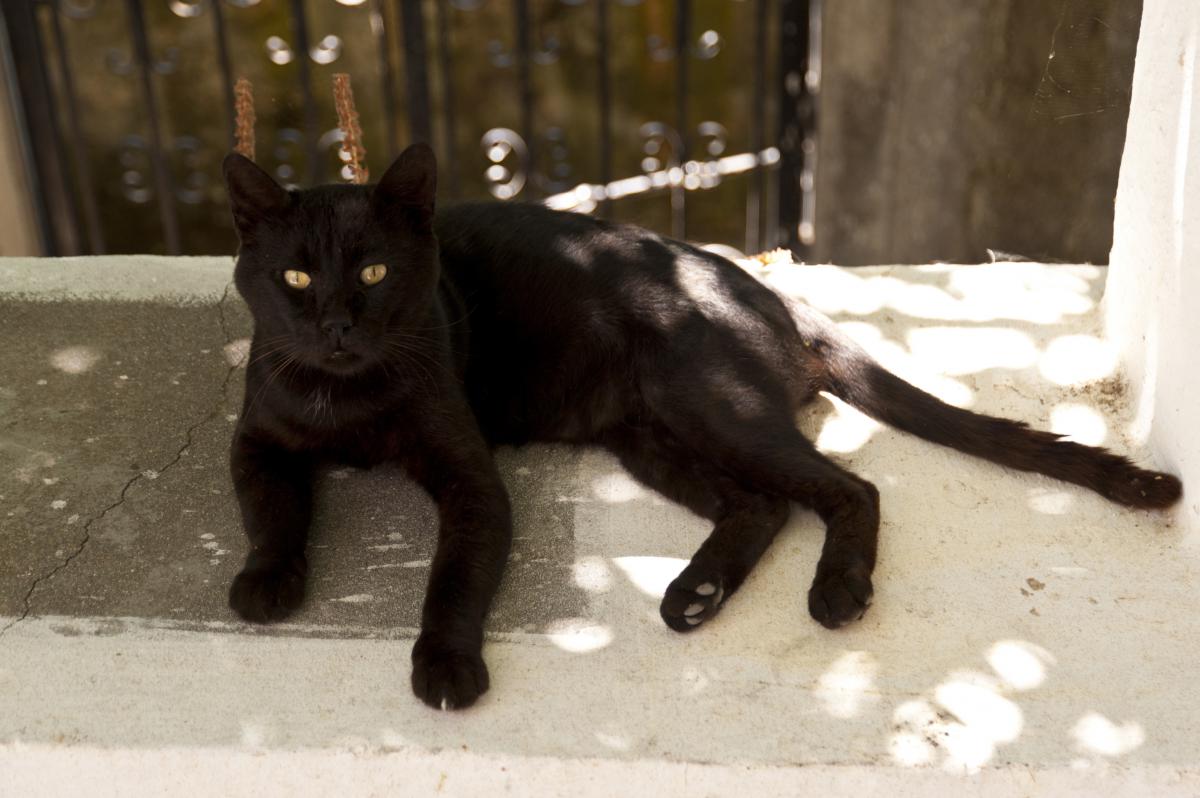 A black cat