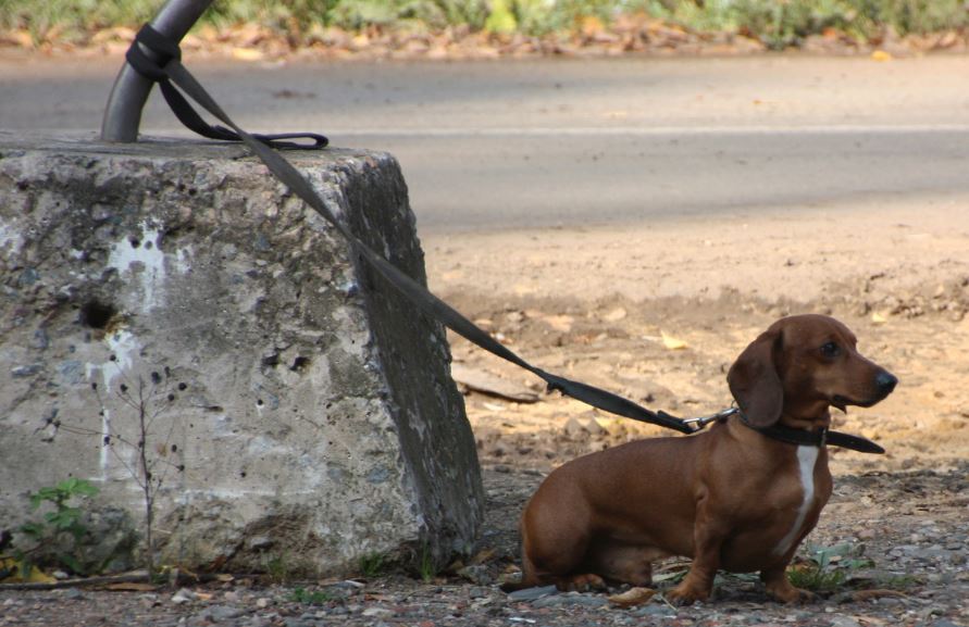 A dog tied up and waiting for the owner.