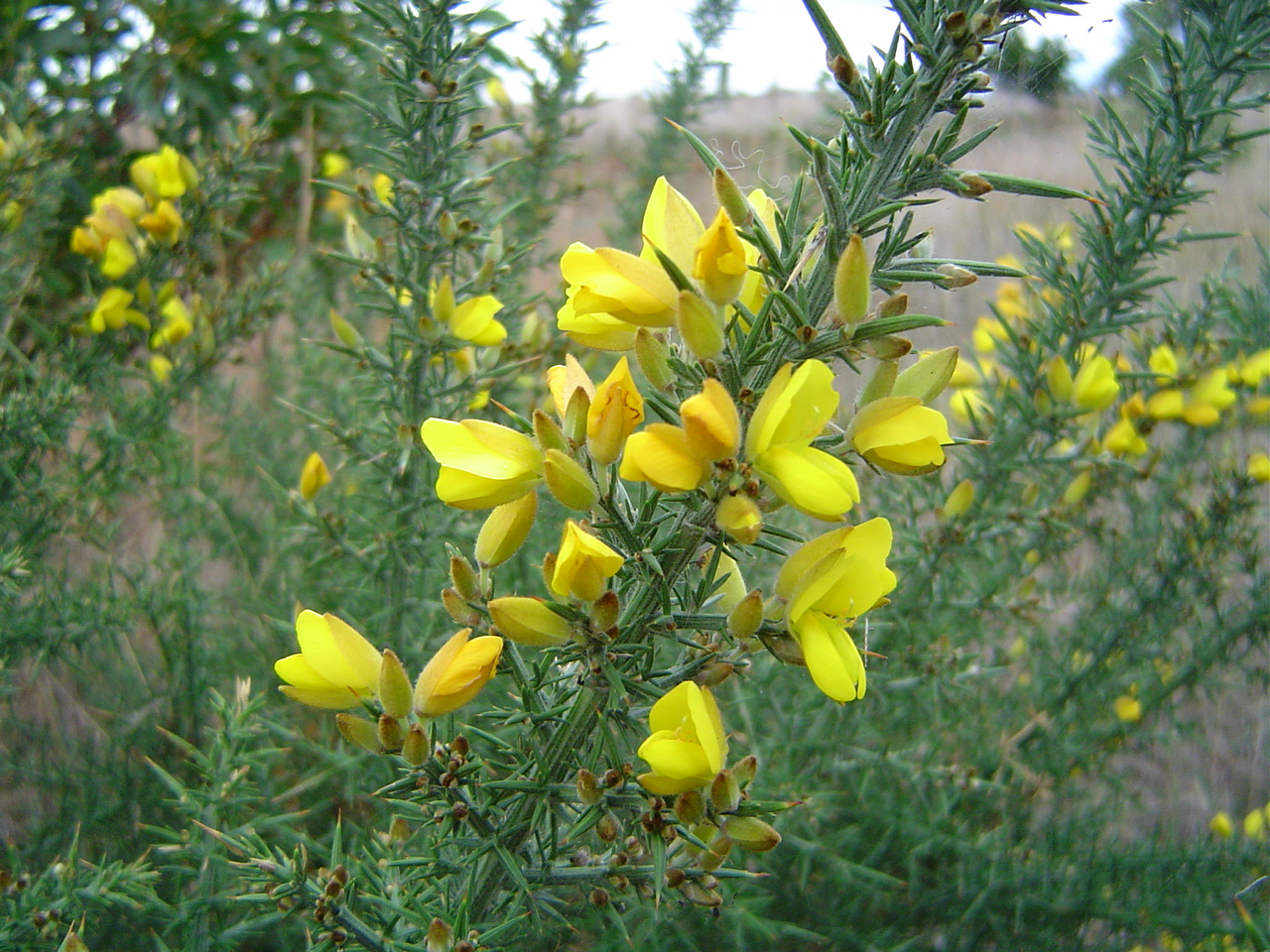 Gorse in flower