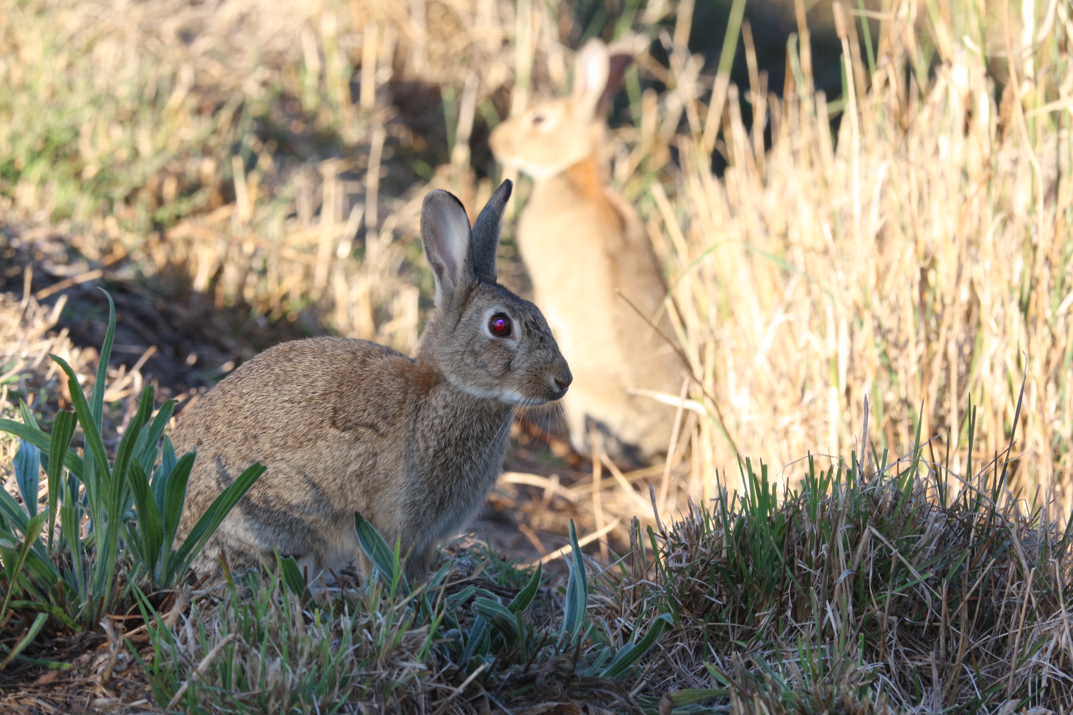 Rabbits